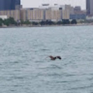 Meet your Posher, Nathan